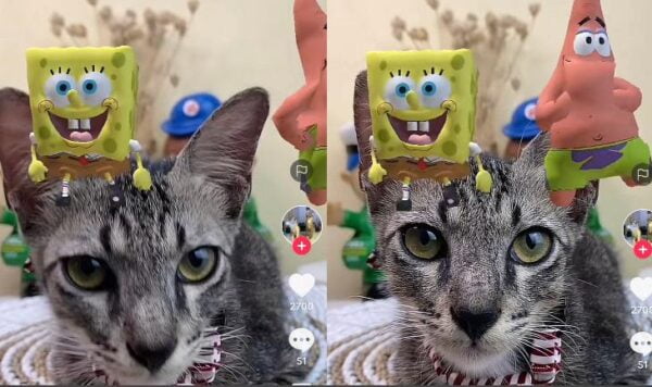 Video Kucing Mager Meski Diajak Joget Spongebob dan Patrick, Kocak Abis
