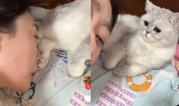 Video Kucing Kebingungan Melihat Pemiliknya Mual Karena Cium Kakinya, Lucu Banget