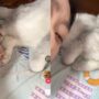 Kucing Lucu