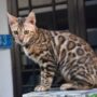 Harga Kucing Bengal Putih