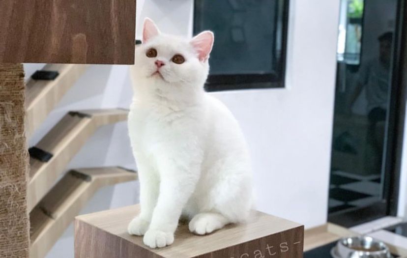 Jenis Kucing Kutub dan Cirinya