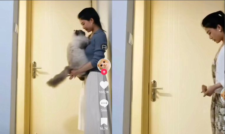 Kucing Pintar