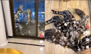 Video Kumpulan Kucing Tak Sabar Saat Akan Diberi Makan, Sampai Keroyokan
