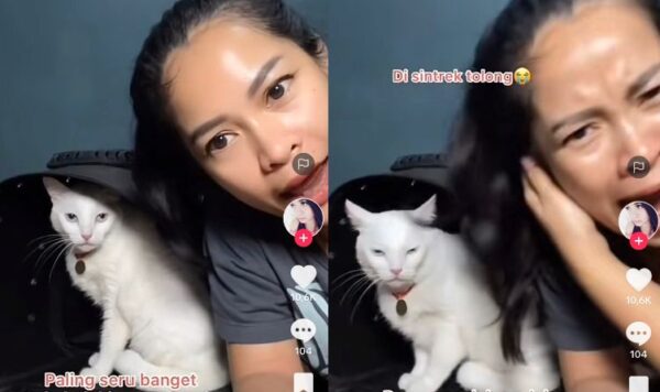 Video Kucing Marah Karena Dikatain Jelek, Lucu Banget