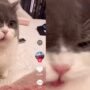 Kucing Lucu