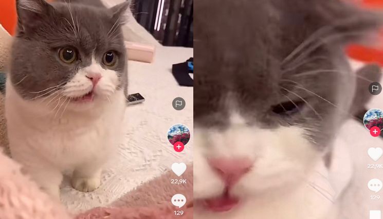 Kucing Lucu