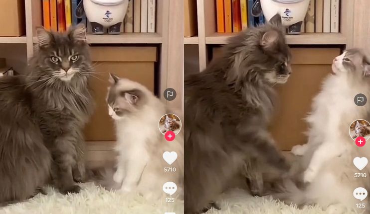 Kucing Mesra
