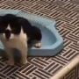 Kucing Pintar