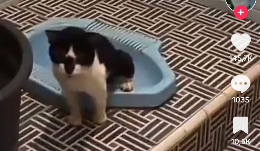 Kucing Pintar
