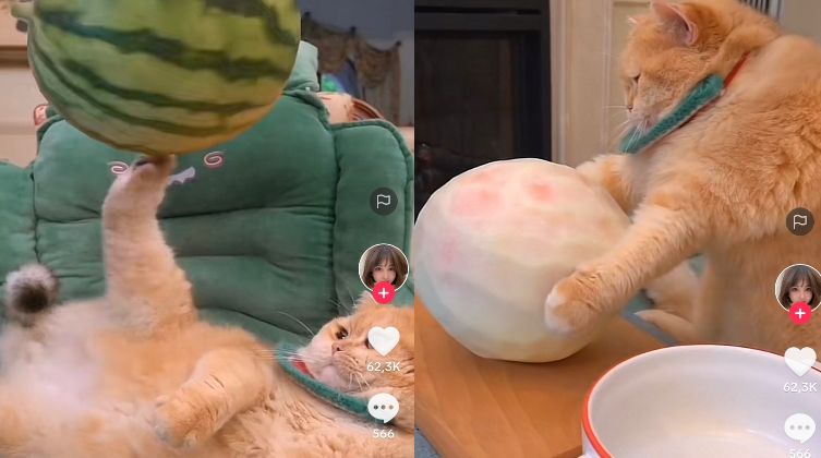 Kucing Masak