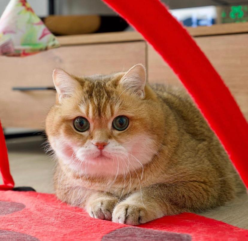 Bahaya dan Manfaat Kotoran Kucing