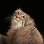 kucing pallas harga