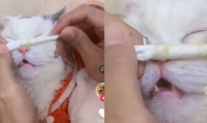 Video Tutorial Keluarin Ingus Kucing, Ekspresinya Bikin Ngakak
