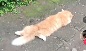 Video Kucing Pules Tidur Ditempat Anti Mainstream, Dipanggil Sampai Gak Dengar