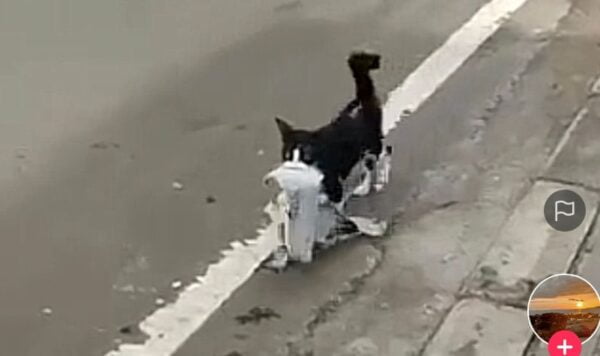 Video Kucing Pintar, Bawa Barang Disukai Majikan