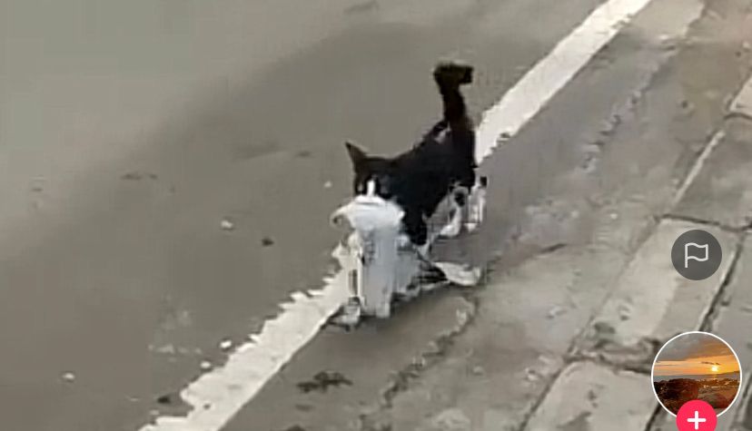 Kucing Kocak