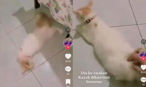 Video Kucing Kebelet Kawin, Kocak Abis