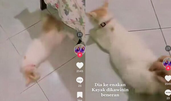 Video Kucing Kebelet Kawin, Kocak Abis
