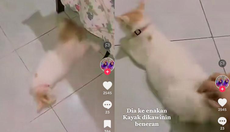 Kucing Kebelet Kawin