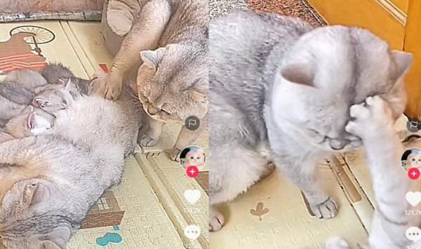 Video Keluarga Kucing Lucu, Si Ayah Usil Banget