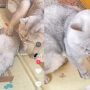 Kucing Kocak