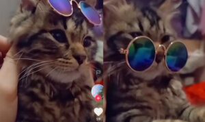 Video Kucing Lucu Saat Memakai Kacamata, Makin Imut