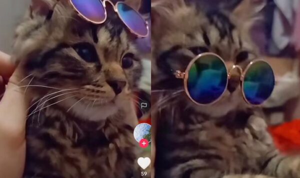 Video Kucing Lucu Saat Memakai Kacamata, Makin Imut