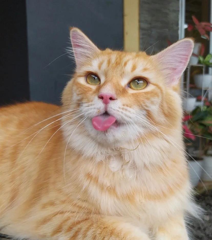 Apakah Kucing Bisa Masuk Angin