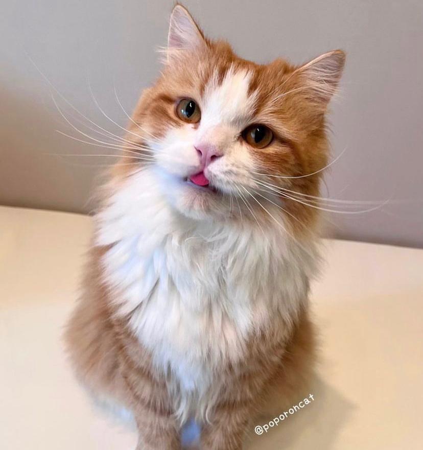 Apa Hukum Membuang Kucing