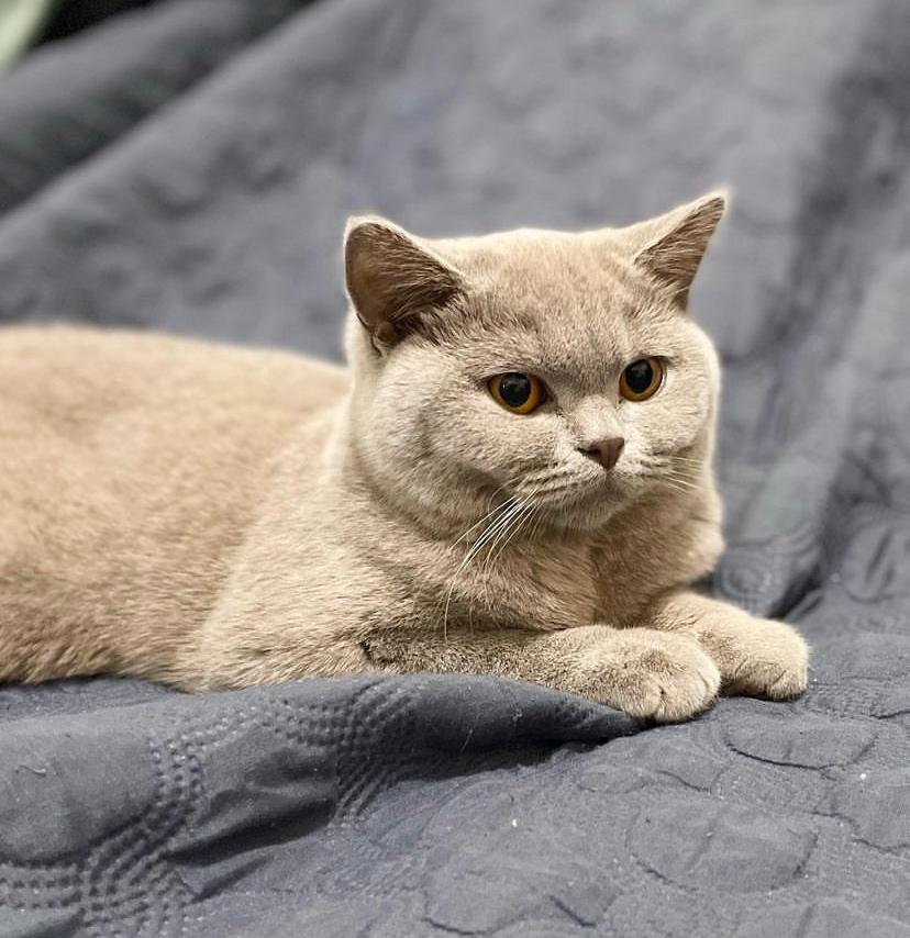 Kucing Makanannya Apa Agar Sehat dan Pintar
