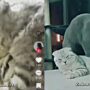 Kucing Romantis