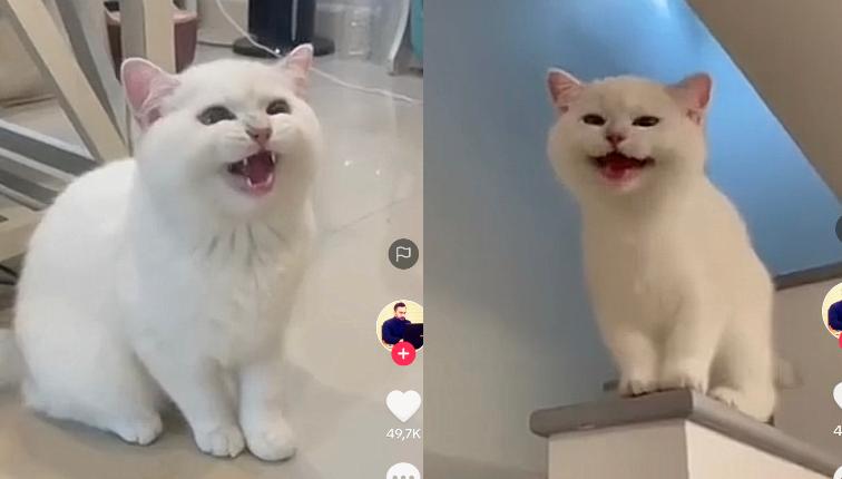 Kucing Ketawa