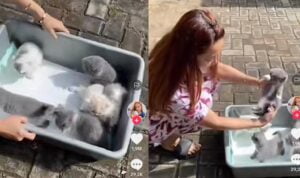 Video Anak Kucing Saat Berjemur, Banyak Manfaat