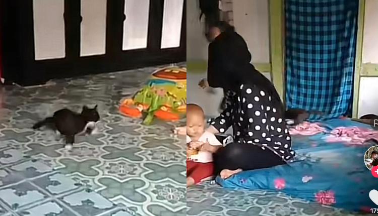 Kucing Bermain
