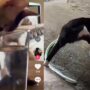Kucing Kocak