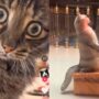 Kucing Marah