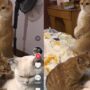 Kucing Kocak