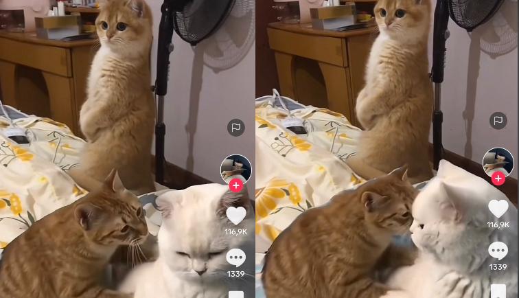 Kucing Kocak