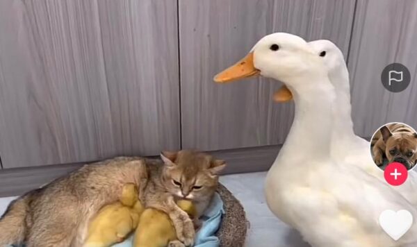 Video Kucing Baik Hati Rawat Anak Bebek, Induknya Dibikin Bingung