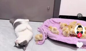 Video Kucing Baik Hati Jaga Anak Ayam Dengan Gembira