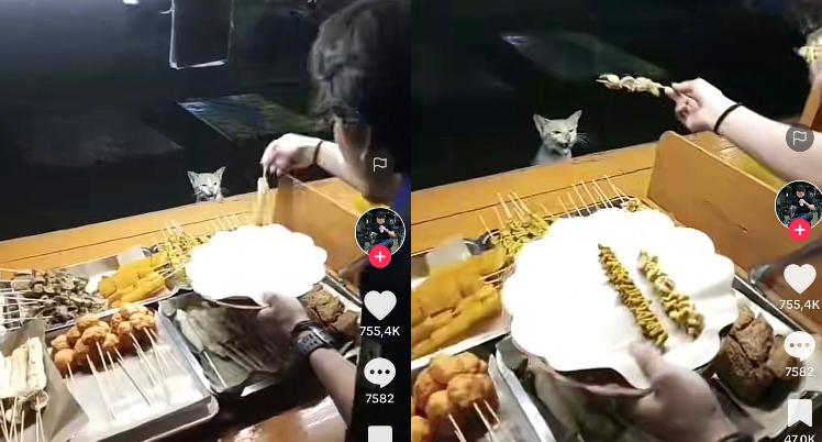 Kucing Kocak