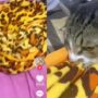 Kucing Kocak