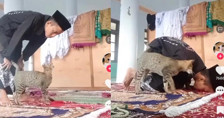Kucing Kocak