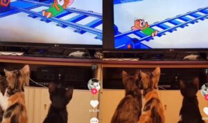 Video Kucing Nobar Kartun Tom & Jerry, Seru Banget