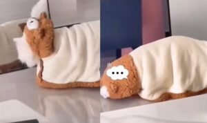 Video Kucing Pakai Kostum Kebesaran, Akhirnya Jatuh Terjungkal