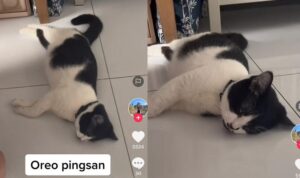 Video Kucing Dikira Pingsan Oleh Pemiliknya, Endingnya Bikin Ngakak