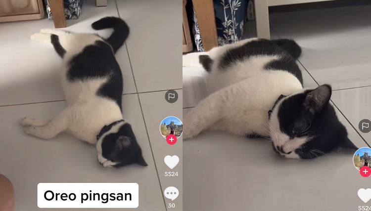 Kucing Kocak