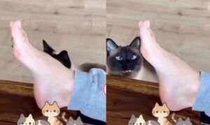 Video Kucing Berniat Tangkap Lalat, Endingnya Bikin Ngakak