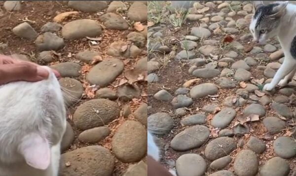 Video Kucing Gelud Diganggu Pemiliknya, Malah Jadi Kocak
