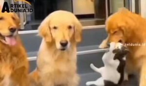 Video Anjing Pintar yang Tak Melupakan Kucing Saat Akan Foto Bersama, Bikin Kagum
